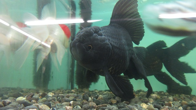 観賞魚 水草 ペットエコ 横浜 世田谷 多摩 仙台 ペットの総合専門店